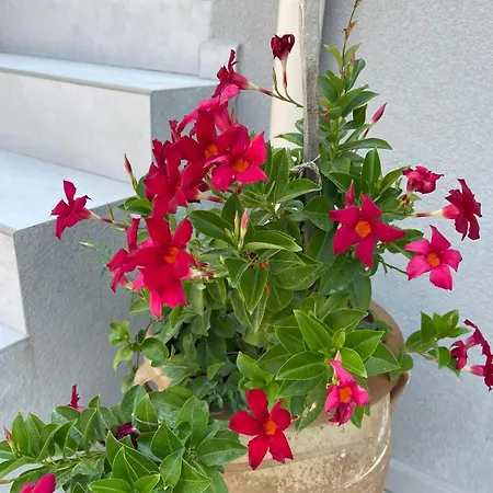 Rose Garden 度假居 Metaxáta