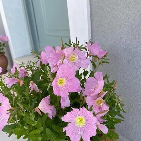 Ferienhaus Rose Garden *